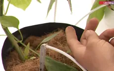 Tưới nước tiết kiệm - Giảm nỗi lo khô hạn, giảm chi phí sản xuất