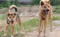 Cụ ông 83 tuổi tử vong sau khi bị chó nuôi trong nhà tấn công