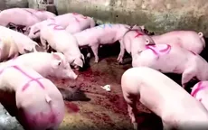 Lật tẩy thủ đoạn phù phép lợn bệnh thành lợn sạch