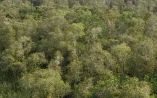 Siết chặt bảo vệ rừng, giữ gìn “lá phổi xanh” của ĐBSCL