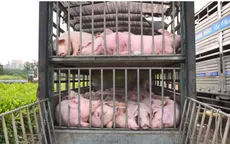 Quảng Trị: Tiêu hủy 100 con lợn bị nhiễm dịch tả lợn châu Phi