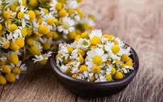 Hoa cúc la mã: Thảo dược quen thuộc với nhiều lợi ích sức khỏe ít người biết