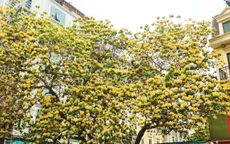 Độc đáo sắc hoa "bún tươi" bung nở rực rỡ bên giếng làng cổ ở Thủ đô