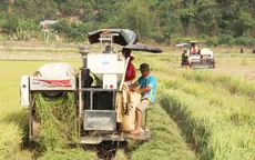 Nông dân vùng lúa phía Nam Lâm Đồng lao đao vì giá giảm, chi phí tăng
