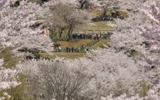 Thị trấn Nhật Bản quá tải khách ngắm hoa anh đào 