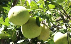 Australia công bố điều kiện nhập khẩu bưởi tươi Việt Nam