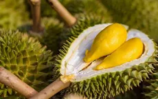 Cơ chế "luồng xanh" mở ra cơ hội lớn cho sầu riêng Việt Nam