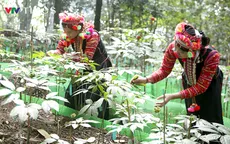 Lai Châu: Từ khai thác tự phát đến định hình vùng dược liệu dưới tán rừng ở Bum Nưa