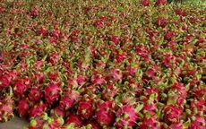 Xuất khẩu thanh long tăng mạnh
