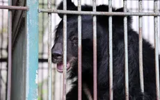 Cứu hộ 4 cá thể gấu nuôi nhốt, đưa về Bạch Mã chăm sóc