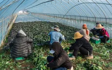 Phát hiện nhiều vi phạm nghiêm trọng đối với lao động nước ngoài tại Hàn Quốc