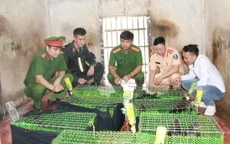 Triệt xóa đường dây mua bán, vận chuyển động vật nguy cấp, quý hiếm