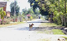 Nan giải việc quản lý đàn chó và nguy cơ bệnh dại bùng phát trong cộng đồng