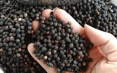 Xuất khẩu hồ tiêu sang Mỹ tăng mạnh