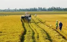 Quy định cần biết khi chuyển đất lúa sang trồng cây lâu năm