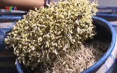 Thủ đoạn sử dụng chất cấm trong sản xuất nông sản