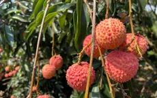 Sản lượng giảm mạnh, vải đầu vụ giá từ 50.000 - 70.000 đồng/kg
