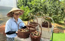 Đến Cầu Đất - Đà Lạt, trải nghiệm vườn mận Tam Hoa