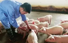 Đề xuất cho phép nhập khẩu vaccine lở mồm long móng