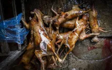 Hà Nội thí điểm hỗ trợ người dân chuyển đổi sinh kế từ kinh doanh giết mổ chó, mèo
