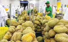 Gỡ nút thắt kiểm nghiệm, thúc đẩy xuất khẩu sầu riêng