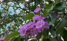 Hà Nội: Sắc tím bằng lăng nở rộ đầu mùa hạ