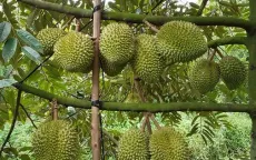 Sầu riêng giảm giá thành nỗi "sầu chung"
