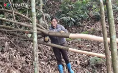 Xã Trung Sơn (Phú Thọ): Cây quế “chìa khóa” mở lối thoát nghèo bền vững