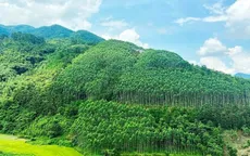 Điều chỉnh Quy hoạch lâm nghiệp quốc gia thời kỳ 2021 - 2030, tầm nhìn đến năm 2050