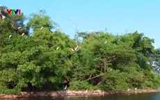 Nỗ lực bảo vệ đa dạng sinh học: Nhiều loài chim hoang dã xuất hiện trở lại