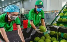 Bưởi, chanh Việt Nam rộng cửa vào thị trường Trung Quốc