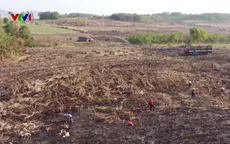 Hàng trăm hecta mía bị cháy, nông dân lo mất trắng