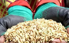 Indonesia ghi nhận lượng dự trữ gạo cao nhất lịch sử