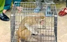 Kịp thời bàn giao, thả cá thể khỉ hoang dã về môi trường tự nhiên