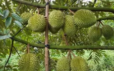 Sầu riêng tăng giá trị, mở rộng thị trường