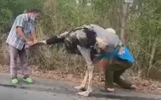 Tây Ninh: Tiêu hủy 10 con đà điểu bị rơi trên đường