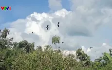 Khẩn trương tìm giải pháp bảo tồn, ngăn chặn nạn săn bắt trộm đe dọa vườn chim Hai Chìa