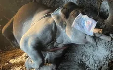 Phát hiện một cá thể voi nhà 44 tuổi chết chưa rõ nguyên nhân trong rừng Buôn Đôn