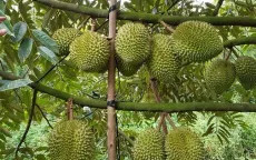 Giá sầu riêng giảm do tin đồn thất thiệt