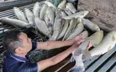 Nghệ An công bố kết quả xét nghiệm vụ cá chết hàng loạt trên sông Lam