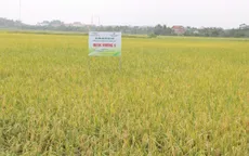 Hà Nội đẩy mạnh cơ giới hóa, mở rộng liên kết tiêu thụ trong sản xuất lúa vụ Xuân 2026
