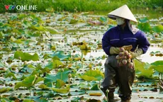 Đôi vợ chồng Nghệ An “bỏ phố về quê” trồng sen trên quê hương Bác