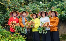 Phúc Hòa, Bắc Ninh: Đưa vải thiều chín sớm vào hành trình du lịch nông nghiệp