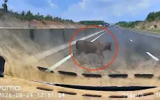 Ô tô chạy gần 100 km/h tông trực diện con bò trên cao tốc Phan Thiết - Dầu Giây