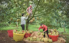 Lâm Đồng siết quản lý mã số vùng trồng sầu riêng xuất khẩu