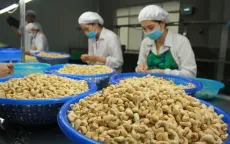 Nghịch lý Việt Nam nhập khẩu hạt điều cao hơn xuất khẩu