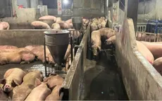 Điểm tập kết heo giữa khu dân cư gây ô nhiễm nghiêm trọng ở Lâm Đồng
