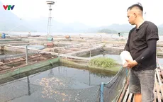 Nà Hang (Tuyên Quang): Khai thác lợi thế lòng hồ, phát triển nghề nuôi cá đặc sản