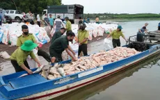 Hơn 100 tấn cá lồng bè tại hồ Trị An chết hàng loạt