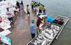 Nguyên nhân hơn 200 tấn cá chết trên hồ Trị An (Đồng Nai)